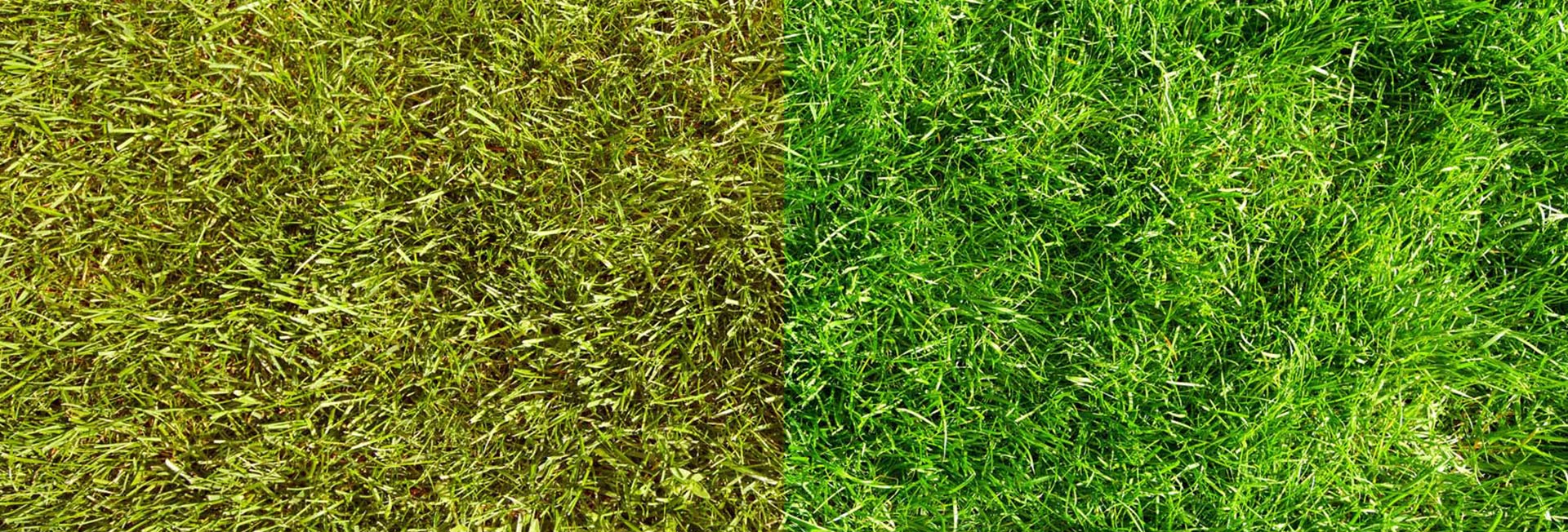 How to Get Green Grass: Lawn Maintenance Tips