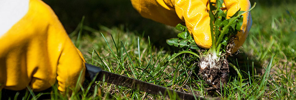 Weed Control: The How to Guide